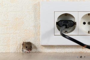 rat problem