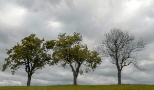 Dead Tree