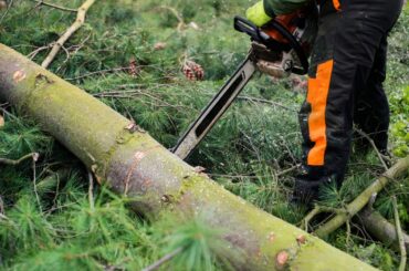 A close-up of lumberjack with chainsaw cutting a tree, midsection.