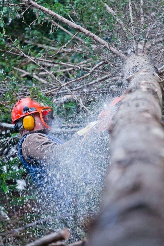 Professional Lumberjack Cutting a big Tree in the Forest during the Winter