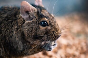 Cute squirrel degu nibbling food