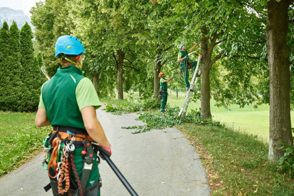 Tree cutters pruning of trees