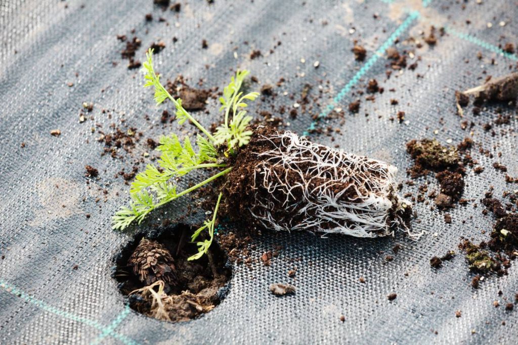 Side profile of premium turf roll showing 15mm soil depth and healthy roots