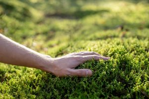 Close up of high quality turf showing dense grass blades and deep green colour
